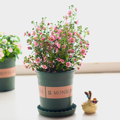 小木槿花盆栽优雅女士苗多年生四季常青好养开花不断爆款庭院花卉 - 图1