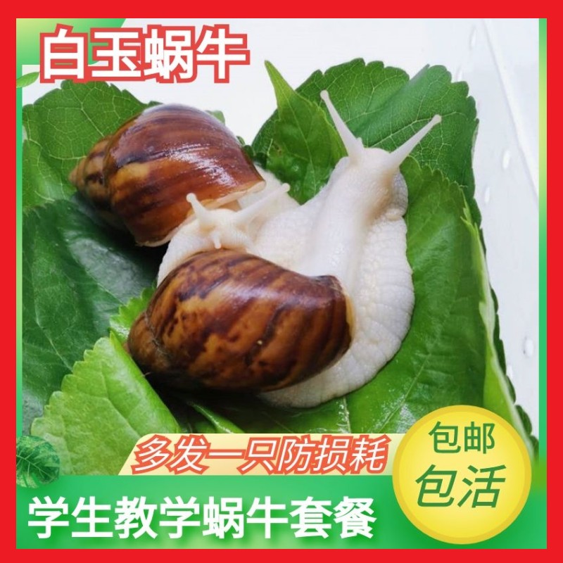 大蜗牛活体宠物白玉蜗牛套装食用蜗牛观察小蜗牛学生科学实验蜗牛 - 图2