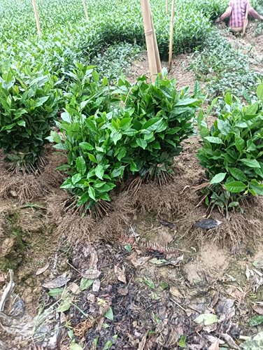 绿茶苗蒙山九号安吉白茶黄金芽盆栽绿植峨眉问春川九早茶福选九号 - 图3