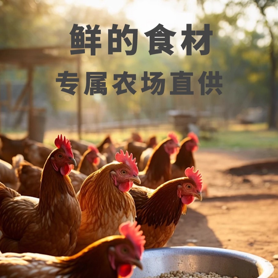 鲜朗烘焙全期全价猫粮低温烘焙猫粮无谷成猫幼猫专用奶糕全价鸡肉 - 图1