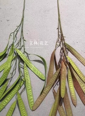 艾林胶片婚庆家居天津扁豆