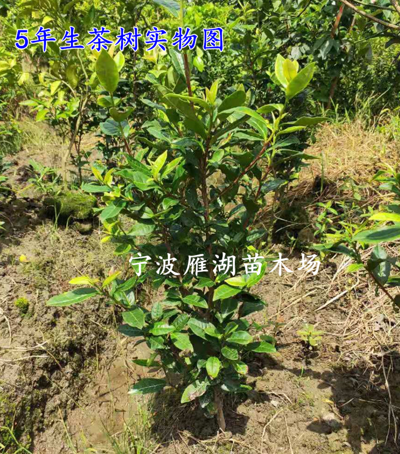 盆栽浙江西湖龙井茶树苗茶叶树老桩绿茶树苗黄金芽18元起包邮 - 图1