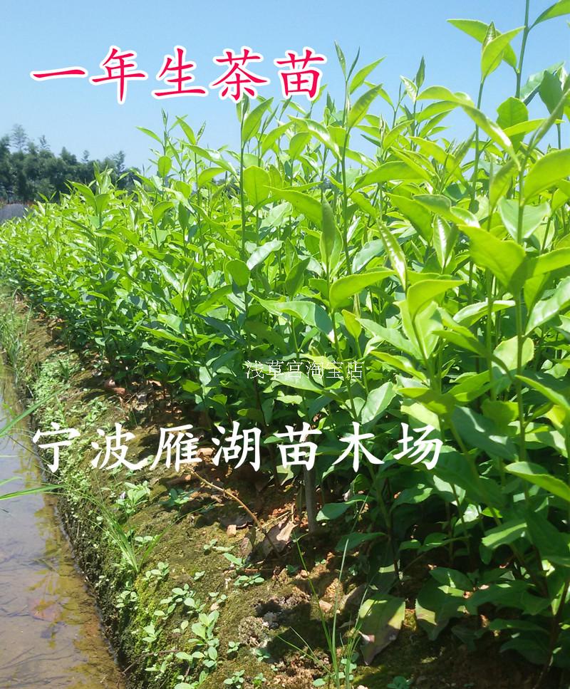 盆栽浙江西湖龙井茶树苗茶叶树老桩绿茶树苗黄金芽18元起包邮 - 图2