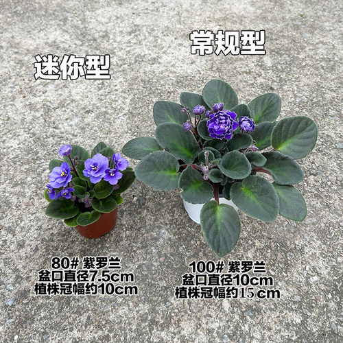 重瓣非洲堇巴蕾紫罗兰盆栽带花办公室内好养四季开花喜阴花卉植物 - 图3