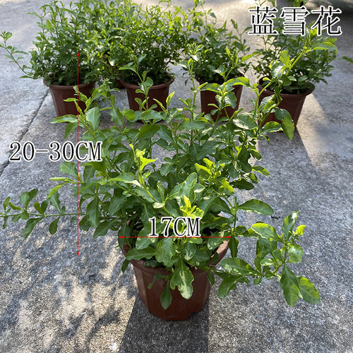 蓝雪花盆栽 庭院阳台观花盆栽大苗 多年生四季开花 耐热花卉植物 - 图1