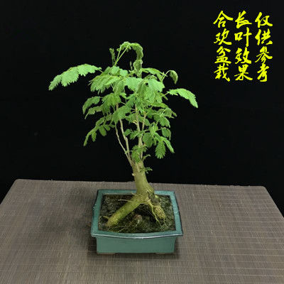 庭院阳台观叶观花植物桌面 合欢树桩合欢花耐寒 树苗居家进化空气 - 图2