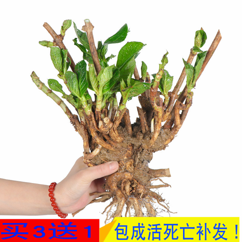 重瓣大花10年老桩绣球花苗无尽夏盆栽八仙花卉室内阳台庭院植物树 - 图2