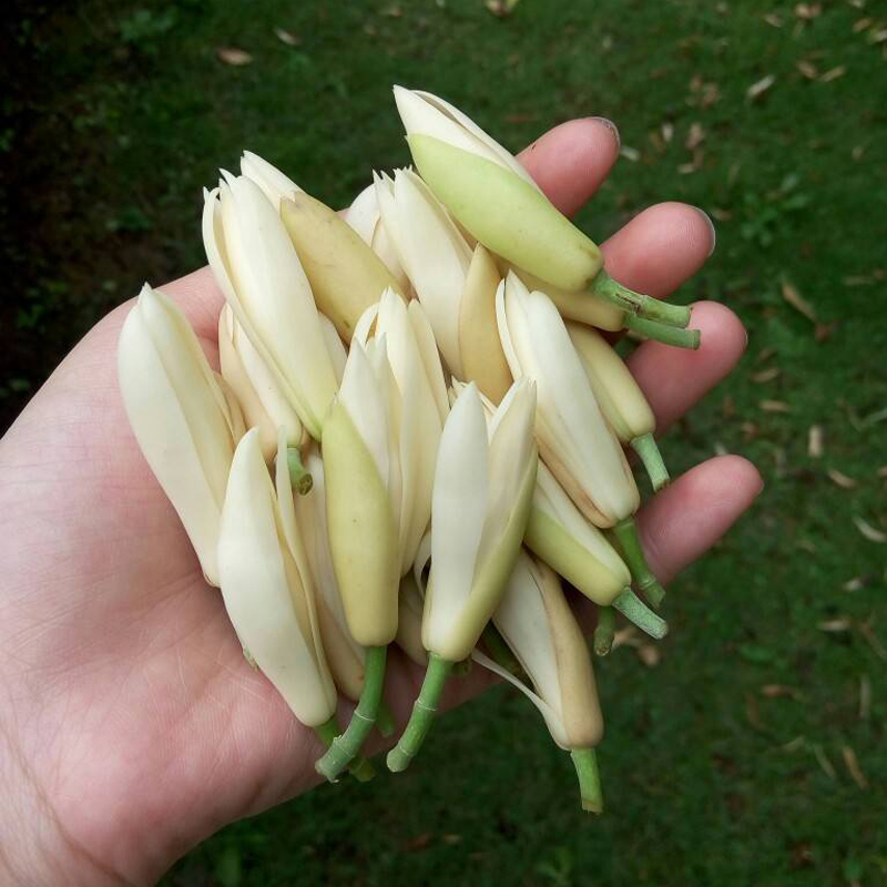 白兰花盆栽花卉植物室内玉兰树苗带花土多季开花浓香型黄角兰好养 - 图1