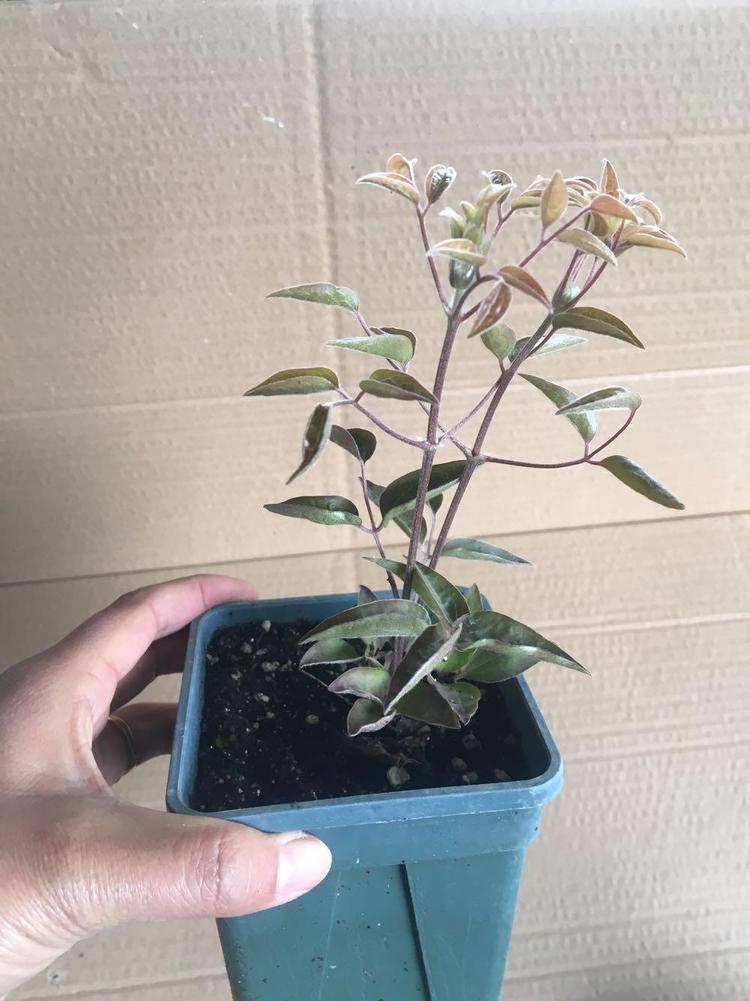 居家四季铁线莲盆栽苗爬藤植物盆栽观花植物室内花庭院进化空气-图3