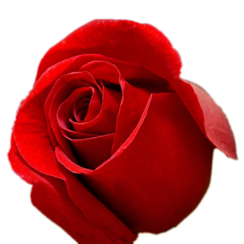 大红色红玫瑰花苗易活植物卡罗拉阳台四季盆栽庭院地栽特大花浓香 - 图3