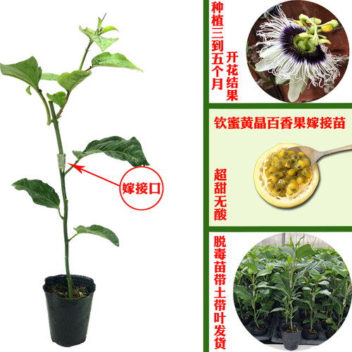 广西纯甜黄金百香果树苗1米高特大百香果苗阳台盆栽种植四季结果 - 图0