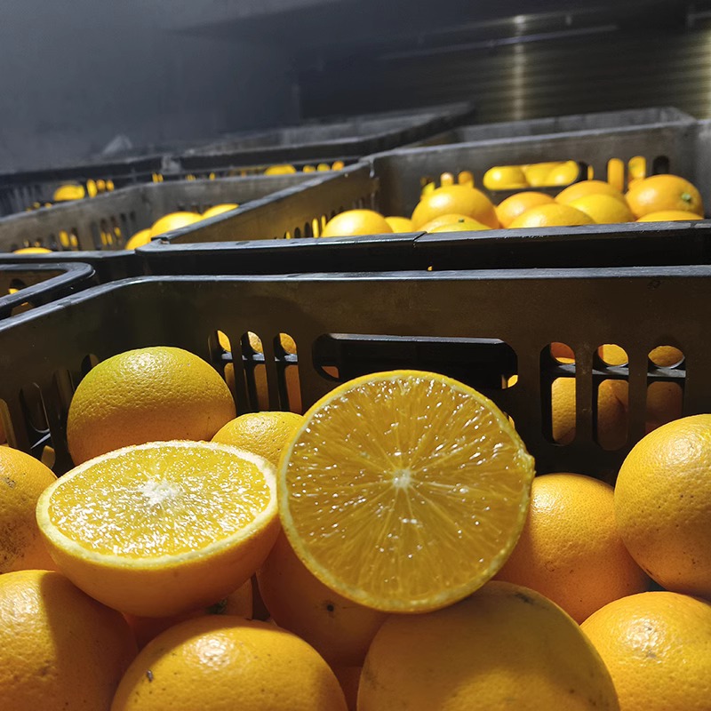 Mayang Bingtang Orange Freshly Picked Seasonal Fruits