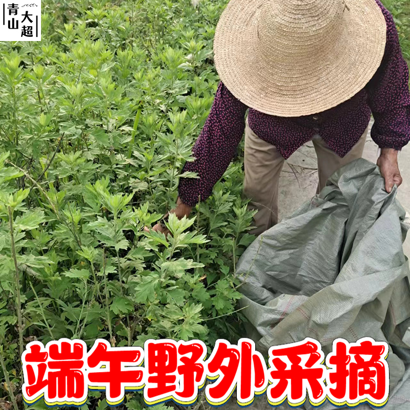 2024正宗端午野生艾叶散装干艾草泡脚药包家用磨艾绒纯艾草叶5斤 - 图2