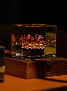 麦秆菊立方体植物标本