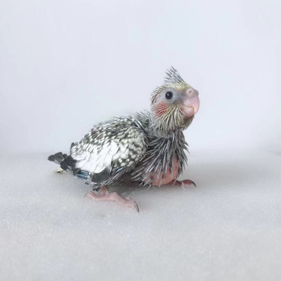 鸟宠物活体活物玄凤鹦鹉雏鸟幼鸟虎皮活体活物手养鸟宠物鸟牡丹,淘宝优惠券,粉丝福利购,淘宝优惠卷