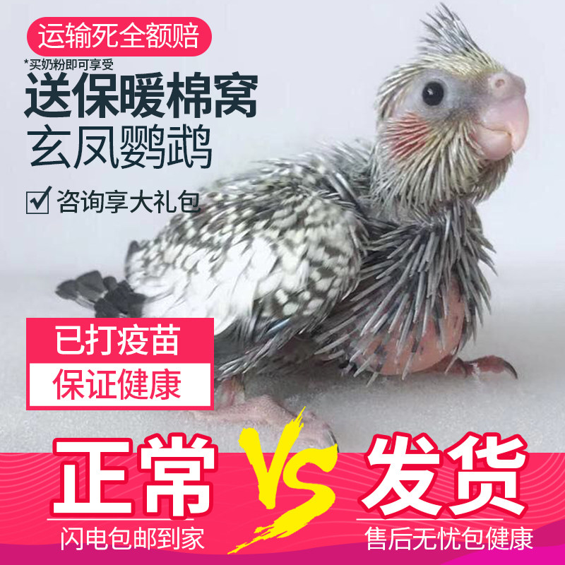 鸟宠物活体活物玄凤鹦鹉雏鸟幼鸟虎皮活体活物手养鸟宠物鸟牡丹,淘宝优惠券,粉丝福利购,淘宝优惠卷
