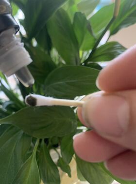 乌斯曼草液美睫毛发际线滋养液