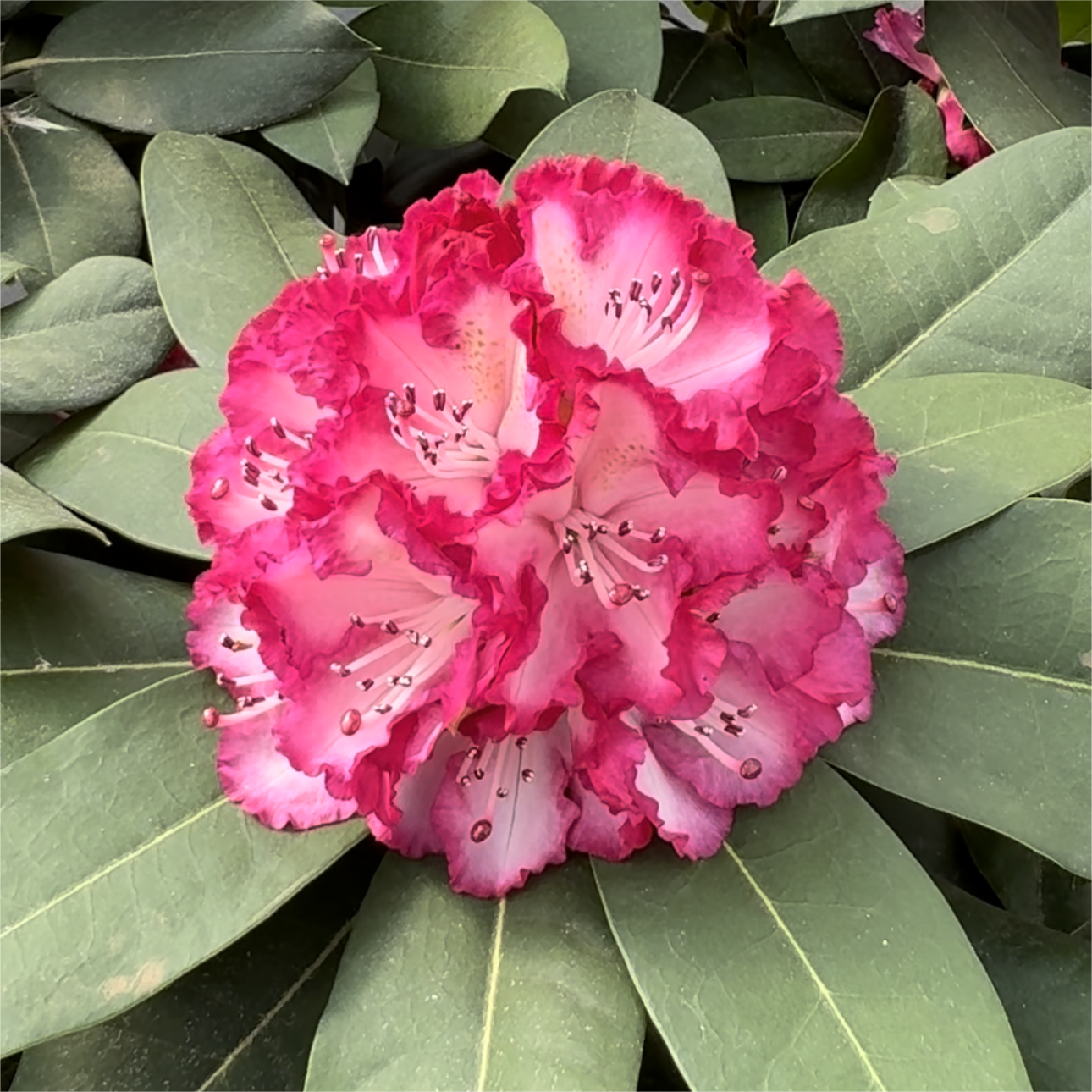 【一物一拍】大叶高山杜鹃 多年生木本花卉 耐寒耐热室内庭院盆景,淘宝优惠券,粉丝福利购,淘宝优惠卷