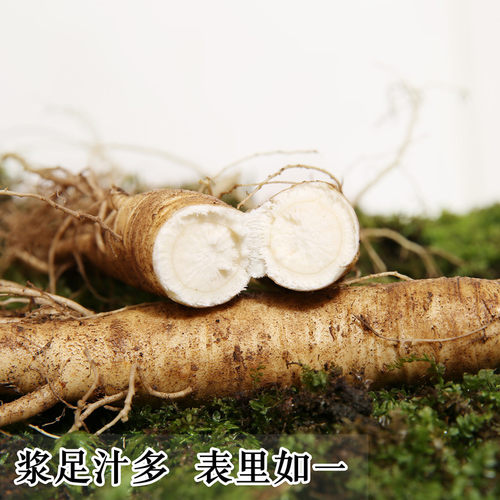 现挖鲜人参长白山脉人参可煲汤泡酒料整支新鲜人参可做保鲜参切片 - 图2