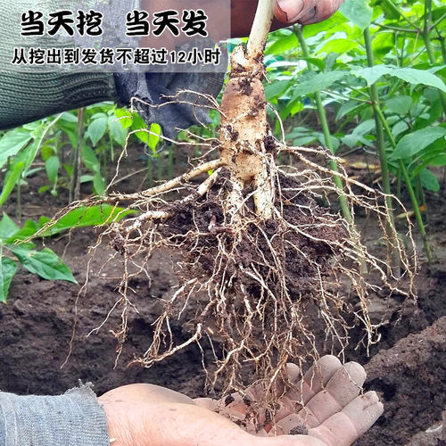 现挖鲜人参长白山脉人参可煲汤泡酒料整支新鲜人参可做保鲜参切片 - 图1