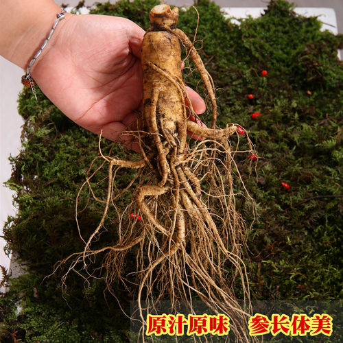 现挖吉林人参长白山脉带土新鲜人参 煲汤泡酒泡水人参 包邮 - 图2