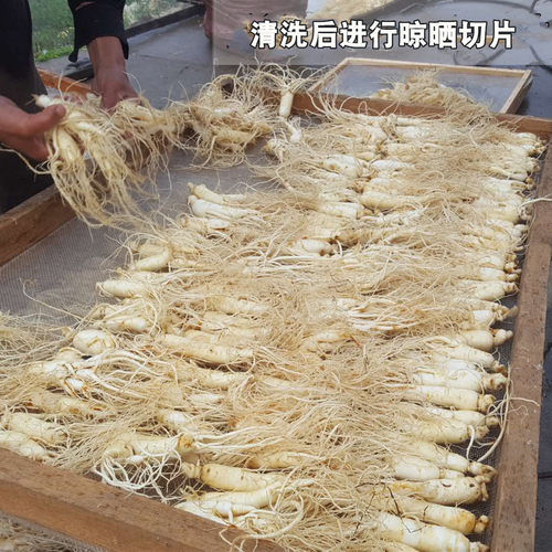 长白山脉精选人参片 白参片 生晒参切片 免费打粉包邮 - 图2