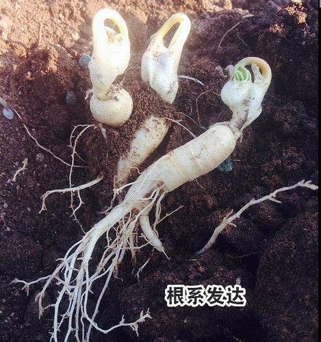 现挖新鲜人参东北长白山脉东北小人参盆栽 - 图2