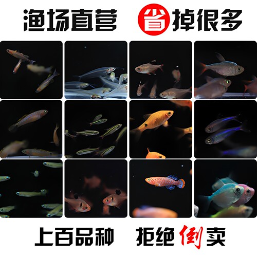 热带鱼鱼小型观赏鱼红绿灯灯科鱼淡水宝莲灯新手金波子金线长尾 - 图2