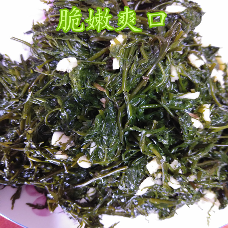 荣成盐渍新鲜马尾藻海草龙须菜鞭炮竹长寿菜碱性海藻酒店食材5斤 - 图3