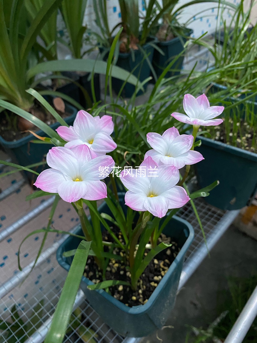 胖丽丽包邮胖丽丽风雨兰植物花卉盆栽耐热耐旱自家的保对版 - 图2