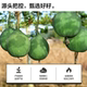 Laiyifen melon seeds 250g fried melon seeds snacks
