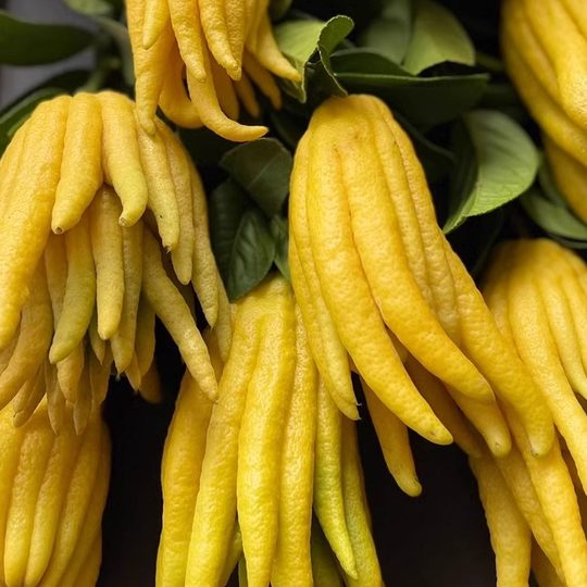 La mano recién recogida del Buda Jinhua para verla