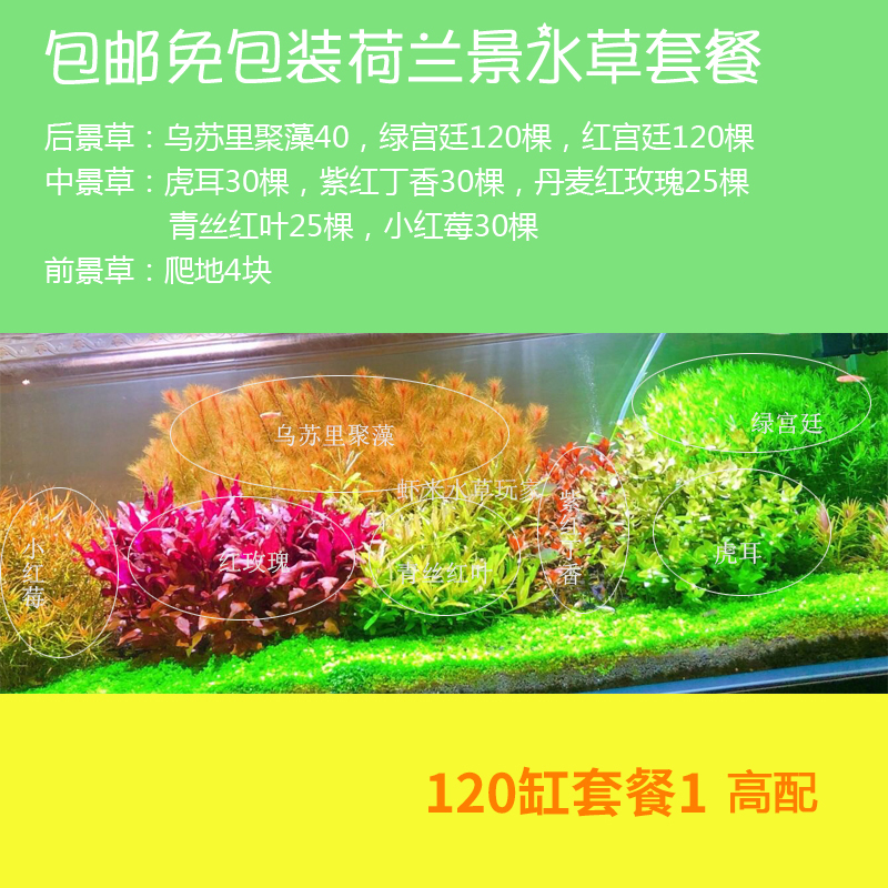 荷兰景水草开缸套餐包邮草缸鱼缸造景阳性中后景新手入门好养懒人 荷兰景水草开缸套餐包邮草缸鱼缸造景阳性中后景新手入门好养懒人