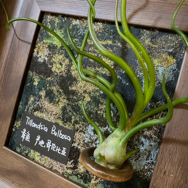 【莱茵河畔】室温原创空气凤梨生日礼物美式复古桌面装饰植物,淘宝优惠券,粉丝福利购,淘宝优惠卷