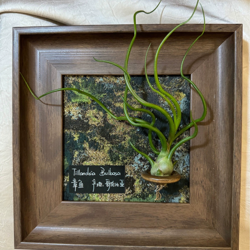 【莱茵河畔】室温原创空气凤梨生日礼物美式复古桌面装饰植物,淘宝优惠券,粉丝福利购,淘宝优惠卷