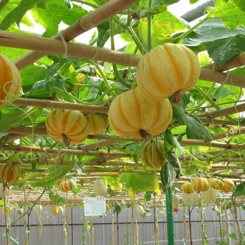 观赏南瓜麦克风种子香炉多翅鲍鱼瓜僧帽春秋冬季四季盆栽花卉种籽 - 图0