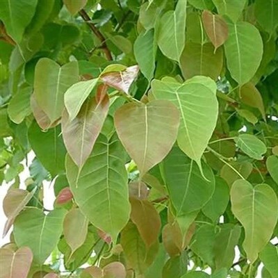 正宗菩提树苗 金刚菩提子榕庭院名贵苗木盆景星月平安树四季常绿