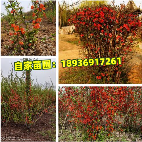 庭院花卉 铁杆海棠 海棠 贴梗海棠树苗 盆栽长寿冠 量大从优 - 图0
