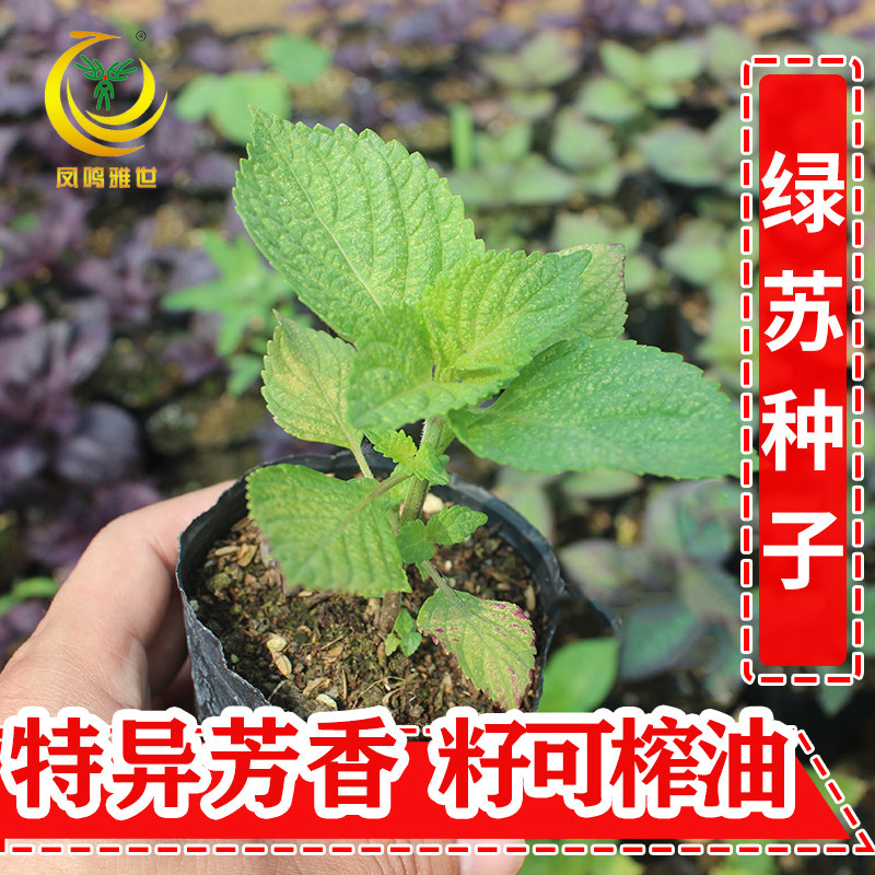 紫苏种子绿苏香草盆栽阳台四季可种植食用苏子叶种籽蔬菜种孑种苗,淘宝优惠券,粉丝福利购,淘宝优惠卷