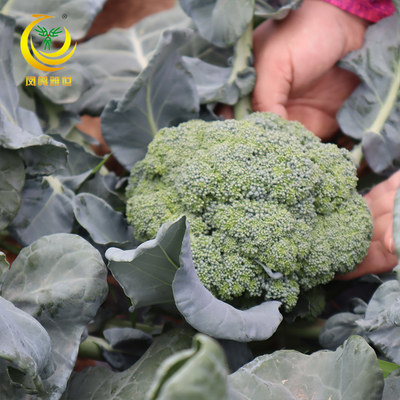 耐寒优秀西兰花种子炎秀西蓝花种籽青花菜花椰菜农场四季蔬菜种孑 虎窝淘
