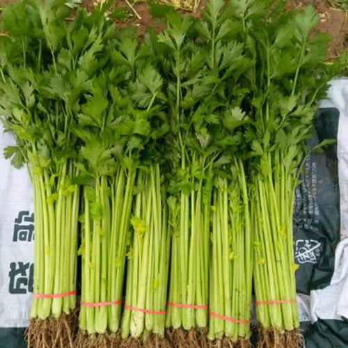 芹菜种籽速生小香芹种子四季香味浓细芹庭院阳台盆栽蔬菜种孑 - 图0