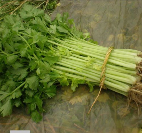 芹菜种籽速生小香芹种子四季香味浓细芹庭院阳台盆栽蔬菜种孑 - 图1