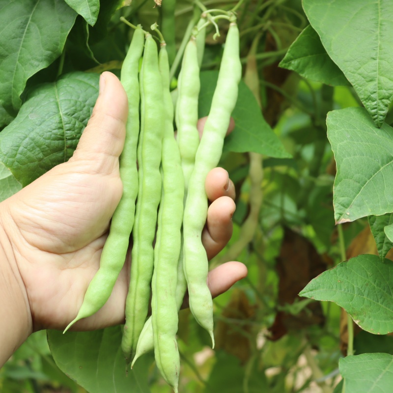 四季豆种子架豆种子芸豆籽种无筋豆角种籽无丝豆春季蔬菜种孑-图0