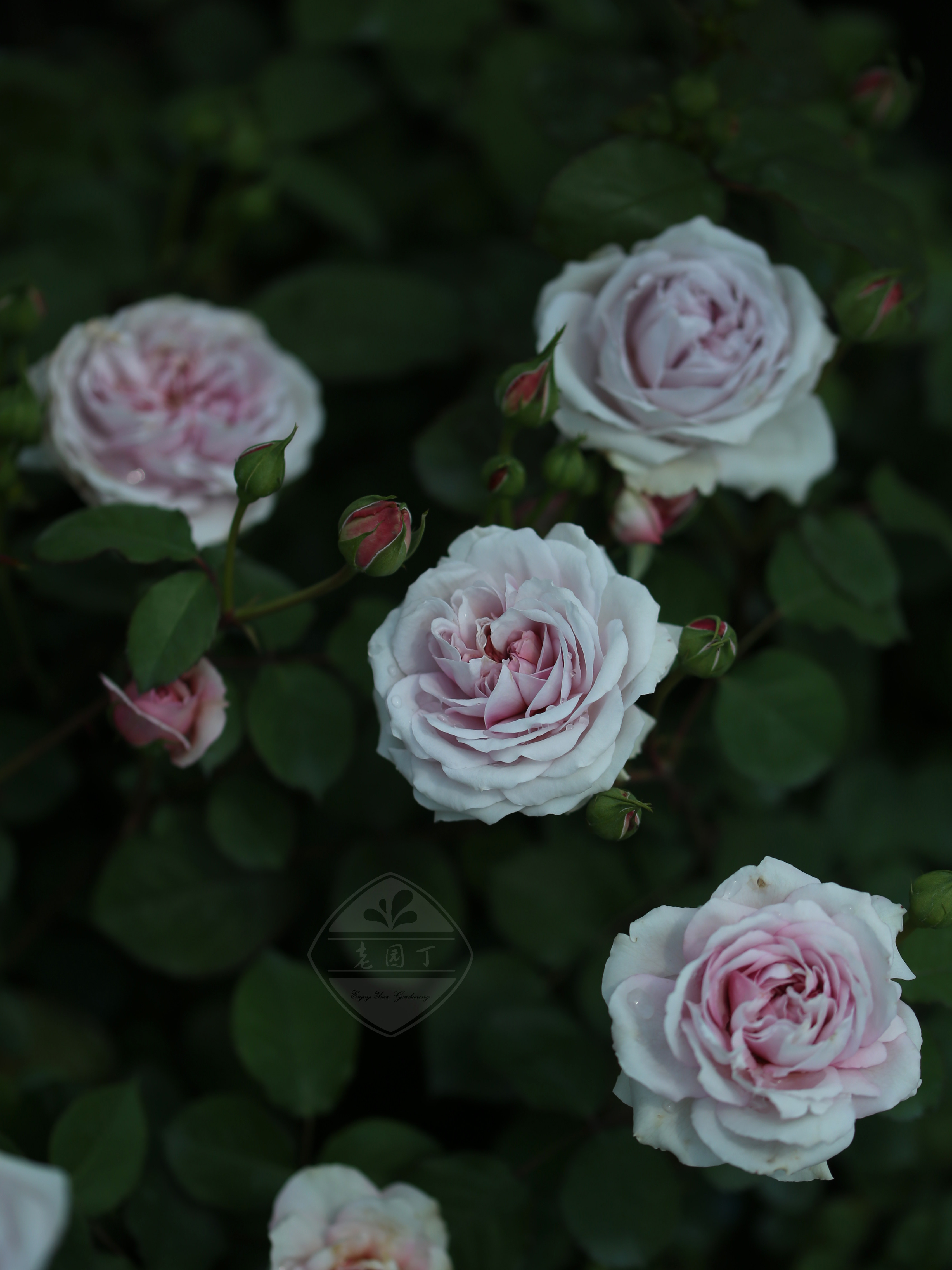 木星的颜色 P11盆藤本月季 复古灰粉紫色 老园丁庭院盆栽爬藤花卉,淘宝优惠券,粉丝福利购,淘宝优惠卷