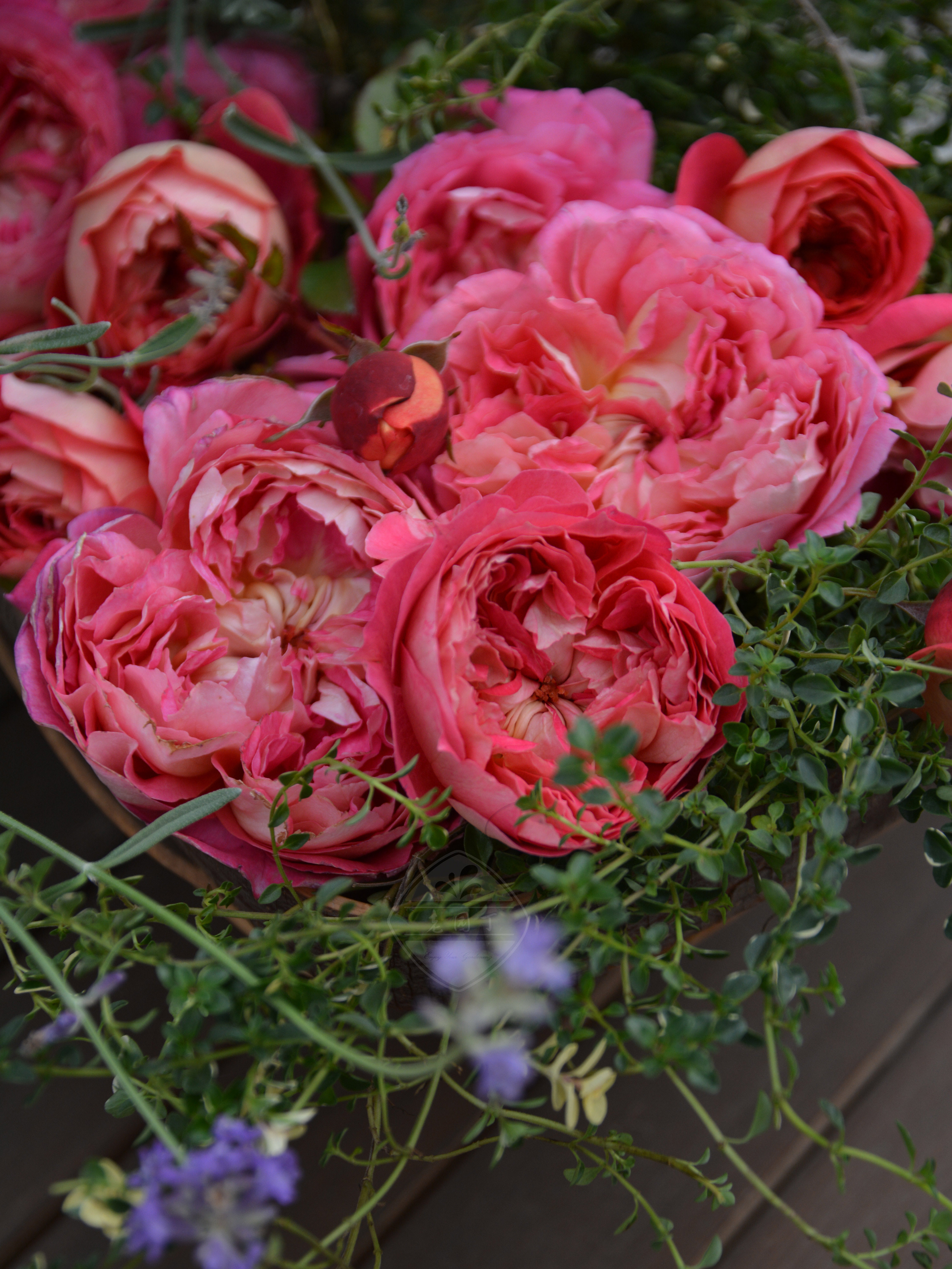 木村卓功授权 阿尔戈英雄橙色灌木月季老园丁月季盆栽花卉庭院,淘宝优惠券,粉丝福利购,淘宝优惠卷