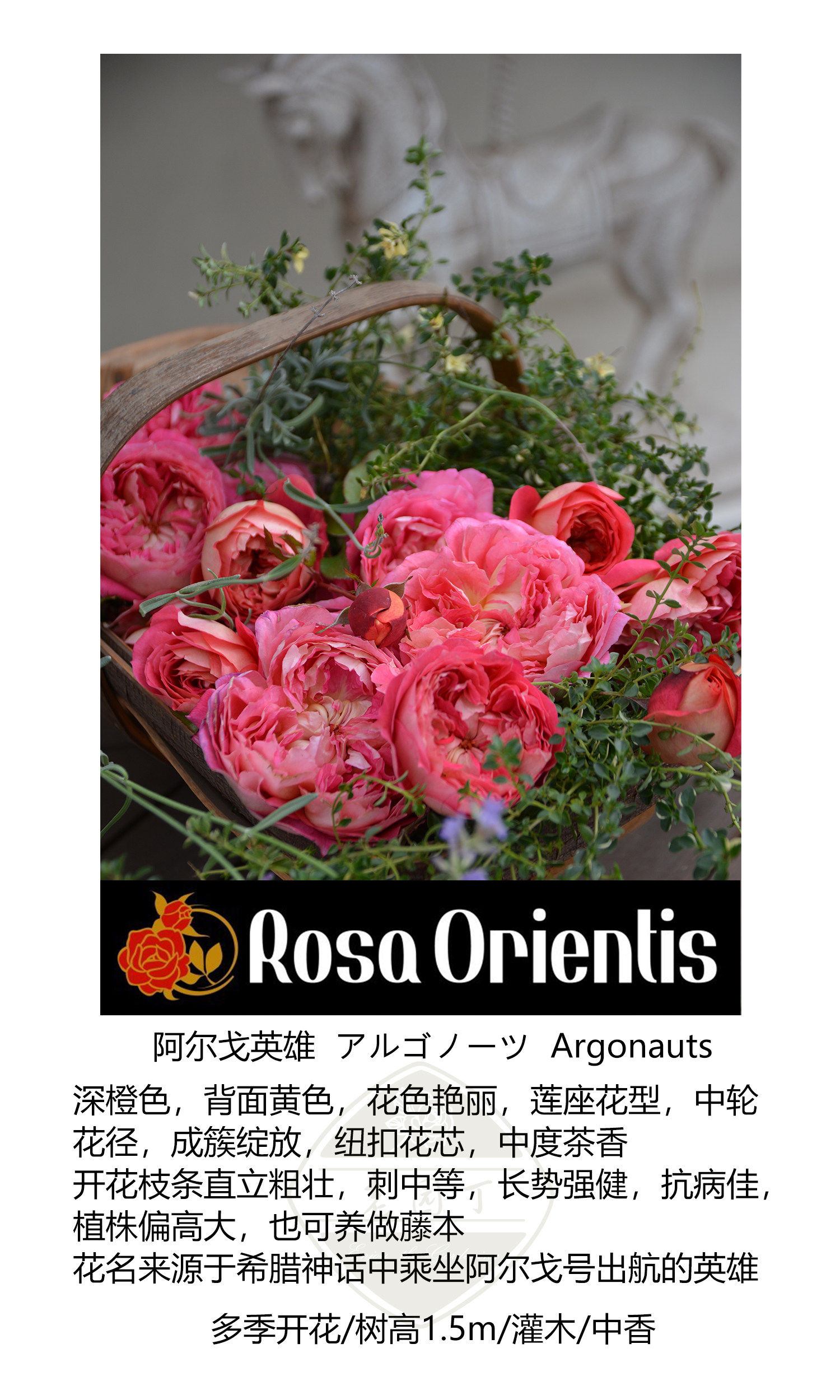 木村卓功授权 阿尔戈英雄橙色灌木月季老园丁月季盆栽花卉庭院,淘宝优惠券,粉丝福利购,淘宝优惠卷