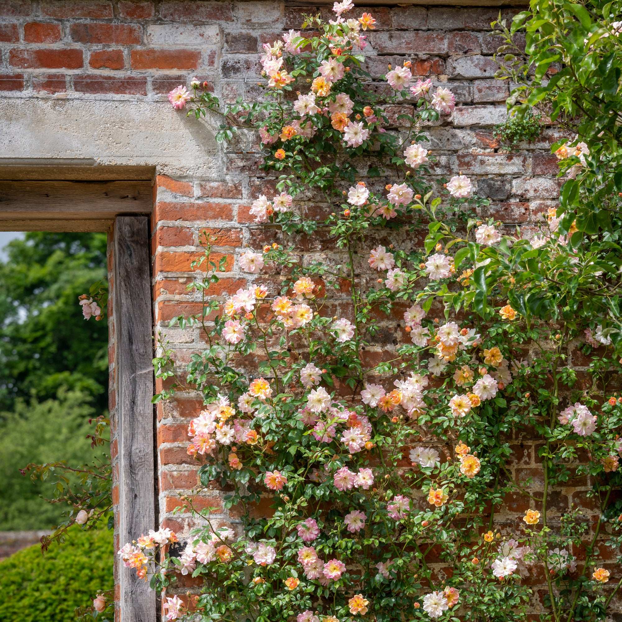 藤本月季P11等待的情人荷花蔷薇超级埃克赛尔萨老园丁庭院攀爬墙,淘宝优惠券,粉丝福利购,淘宝优惠卷