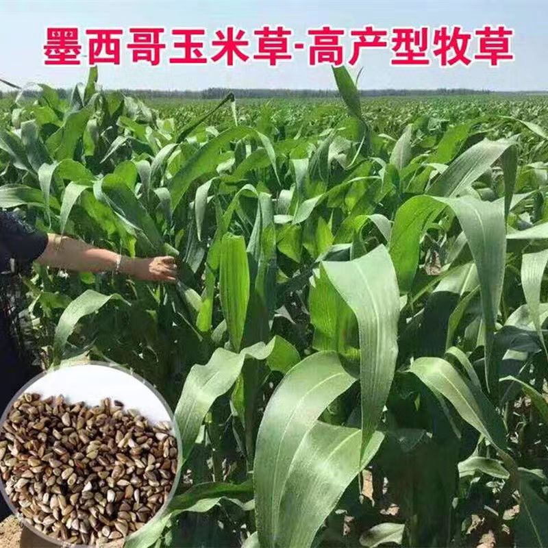 进口墨西哥玉米草种子牧草无毛养殖饲料草籽四季高产耐寒耐热耐旱