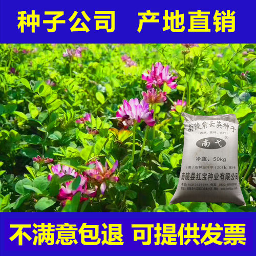 紫云英种子绿肥果园牧草红花草蜜源食用景观草坪草子产地直销包邮 - 图1