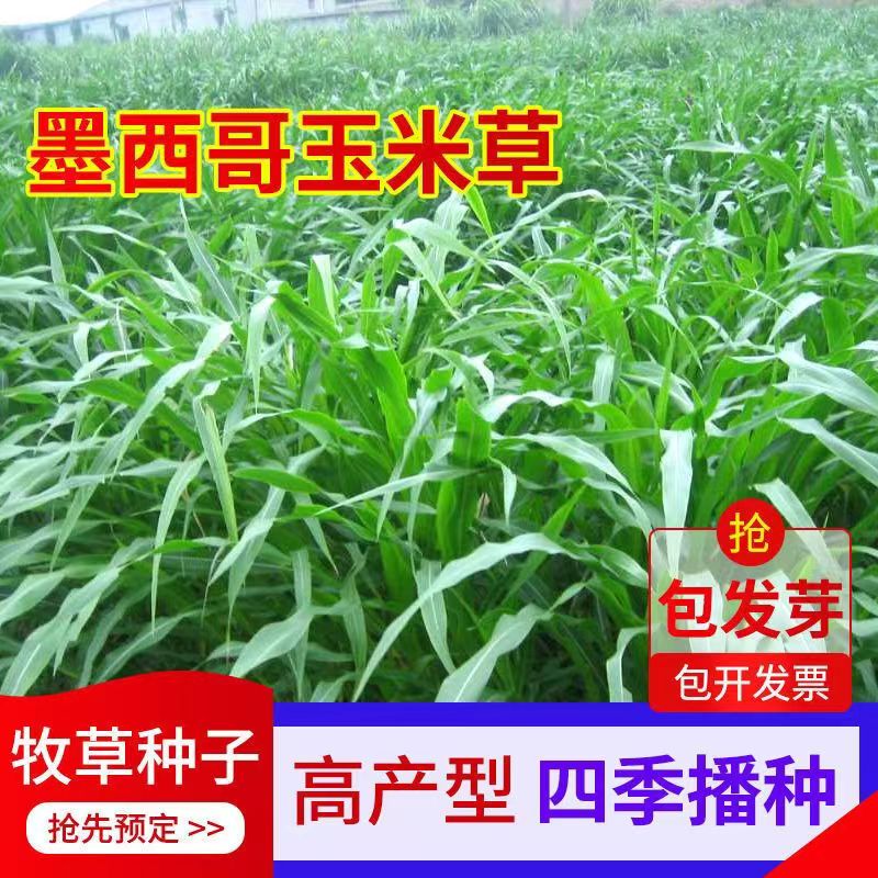 进口墨西哥玉米草种子牧草无毛养殖饲料草籽四季高产耐寒耐热耐旱